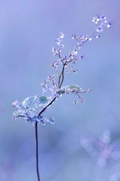 a close up of a flower with water droplets on it