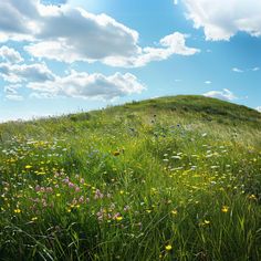 a grassy hill with wildflowers and daisies in the foreground on a sunny day