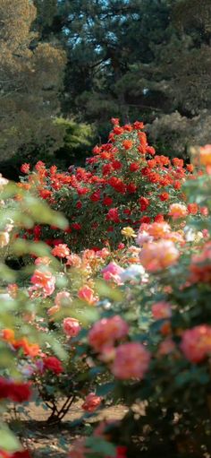 red and yellow flowers in the middle of a garden with lots of green trees behind them