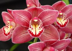 pink flowers with white and red markings on them