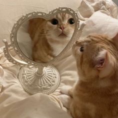 a cat looking at its own reflection in a heart - shaped mirror on a bed