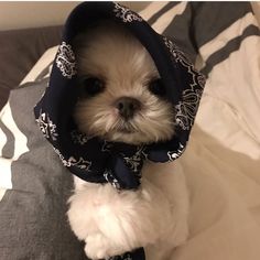 a small white dog wearing a blue bandana on top of it's head