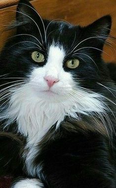 a black and white cat laying on the floor