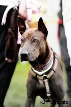 a brown dog standing on top of a grass covered field next to a person's leg