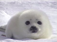 a baby seal is laying in the snow with its eyes wide open and looking at the camera