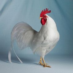 a white and red rooster standing on its hind legs in front of a blue background