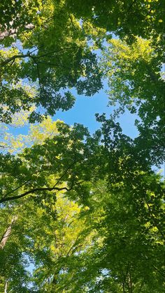 looking up at the tops of trees in a forest with bright green leaves and blue sky