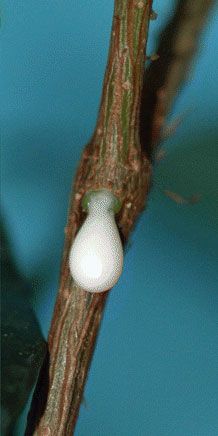 a close up of a tree branch with a small white object hanging from it's end