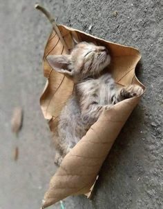 a small kitten is sleeping in a paper bag