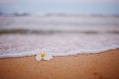 a white flower sitting on top of a sandy beach next to the ocean's edge