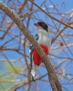 Cuban Trogon Cuban Trogon, Havana Nights, Havana Cuba, American Country, Latin American, Latin America, The National, Havana, Cuba