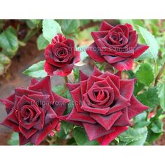 four red roses with green leaves in the background