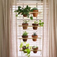 several potted plants are displayed on a shelf in front of a window with sheer curtains