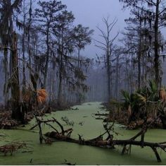 the swamp is covered in green algae and trees with moss growing on it's sides