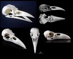 four different views of the same animal's skull, including one with long beaks