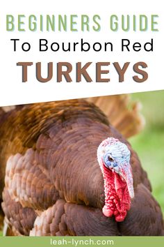 the beginner's guide to bourbon red turkeys