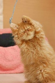 a cat that is laying down on a bed with its head hanging from a chain