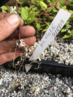 a person holding up a plant with roots and dirt on the ground in front of it