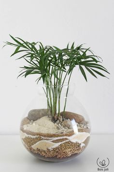 a plant in a glass vase filled with sand and seaweed on a white surface