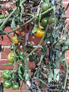 tomatoes growing on the vine in front of a brick wall