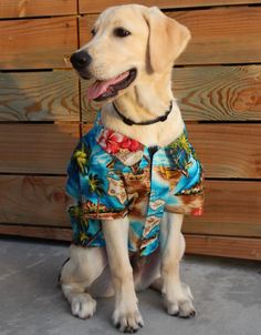 a dog wearing a hawaiian shirt sitting on the ground in front of a wooden wall