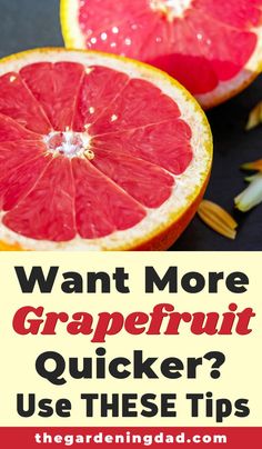 grapefruit sliced in half with the words want more grapefruit quicker? use these tips