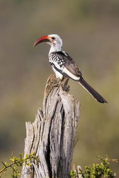 a bird sitting on top of a wooden post