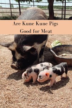 two baby pigs are laying next to each other in the hay with text overlay that reads, are kunne une pig's good for meat?