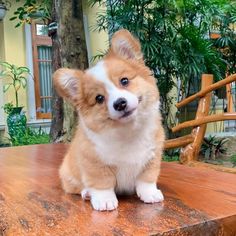 a small brown and white dog sitting on top of a wooden table next to a tree