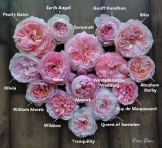 a bunch of pink flowers with labels labeled in english and latin writing on them, sitting on a wooden surface