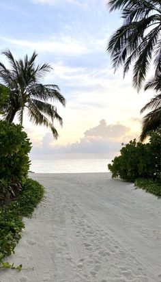 an empty beach with palm trees and the ocean in the background