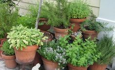 many potted plants are arranged in front of a house with a white dog standing next to them