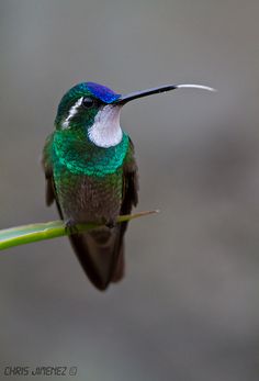 a green and white bird sitting on top of a plant with its beak open to look at the camera