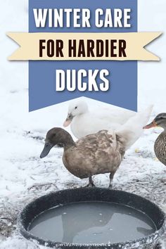 two ducks standing next to each other in front of a water hole with the words winter care for harder ducks