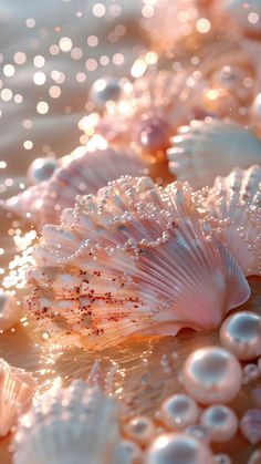 sea shells and pearls on the beach at sunrise or sunset light, with water droplets all over them