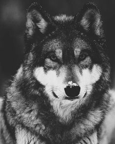 a black and white photo of a wolf with snow on its face, looking at the camera