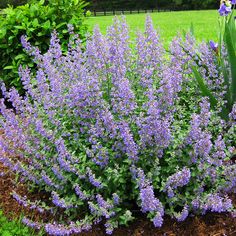 purple flowers are blooming in the garden