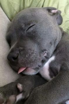 a dog laying on top of a couch with its head on the back of it's paws