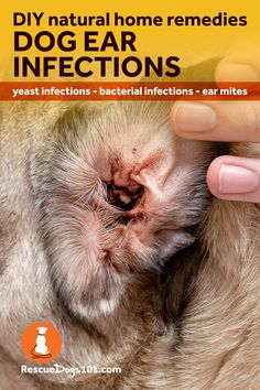 I have tried just about every natural home remedy treatment on my dog, Ginger. Here is what worked for us and other common home remedies: #1 Eco Ears. #2 Green Tea. #3 Apple Cider Vinegar. #4 Over-the-counter Topical Medication. #5 Essential Oils. #6 Peroxide. #7 Food Change Apple Cider Vinegar Dogs, Natural Dog Remedies, Dog Ear Infections, Shih Tzu Training, Foods Dogs Can Eat, Pet First Aid, Dogs Ears, Recipes For Dogs, Dogs Ears Infection