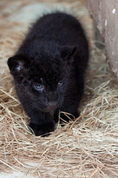 a small black kitten standing on top of dry grass next to a brick wall and pile of straw