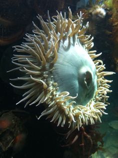 anemone in the water surrounded by corals