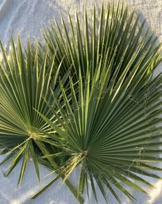 the top view of a palm tree with long green leaves on a white cloth background