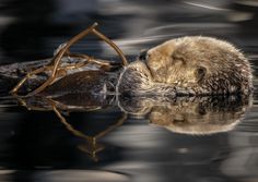 an animal floating in the water with its head on top of another animal's body