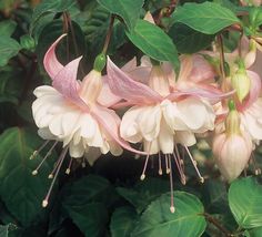 pink and white flowers with green leaves in the background