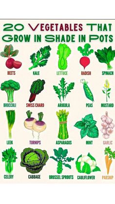 vegetables that grow in shade in pots and how to grow them at the same time