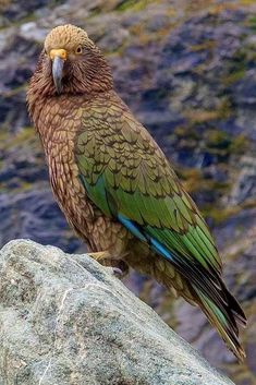 a green and blue bird sitting on top of a rock