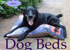 a large black dog laying on top of a pillow with the caption i like it