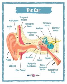 an ear labeled with all the parts labelled