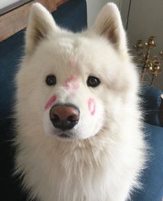 a white dog with pink markings on it's face