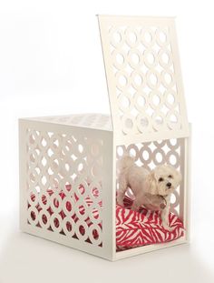 a small white dog in a red and white box